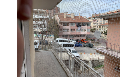 Kedi Filesi Ankara