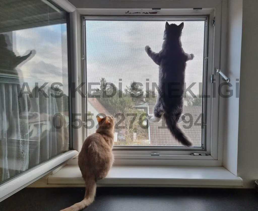 Ata Mahallesi'nde kedi sinekliği uygulaması